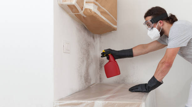 Professional Basement Mold Remediation technician working in Breezewood, PA