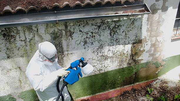Top rated local Basement Mold Remediation specialists in Breezewood, PA